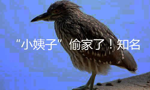 偷田真家了界人结婚礼和名声小宣布知姨子优内石川